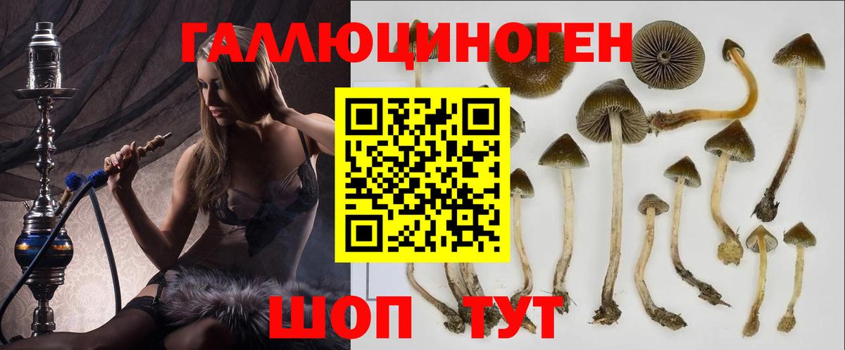 Галлюциногенные грибы мицелий  Псилоцибиновые грибы Psilocybe  Кувандык  Вход с VPN 